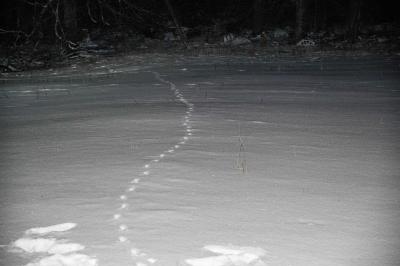 Heubach: Toedlicher Verkehrsunfall vermutlich durch Wildwechsel - VW GTI knallt gegen Baum